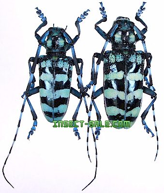 Thai Insects