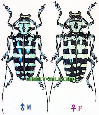 Anoplophora photo