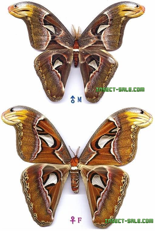 Attacus atlas Attacusatlas.jpg insecto, insectos