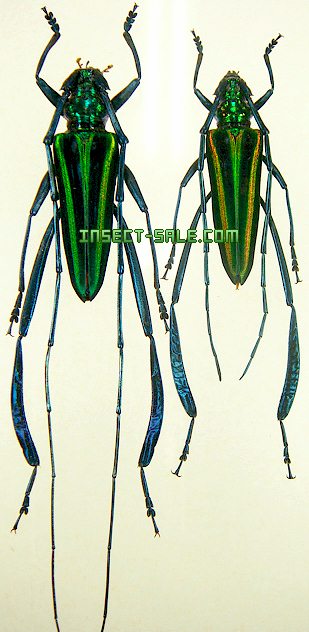 Schistura callichroma