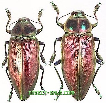 Euchroma gigantea gigantea Euchromagigantea