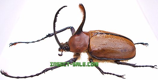 Insect-Sale.com - Golofa eacus - Golofa-eacus.jpg - insect ... Insect-Sale.com - Golofa eacus - Golofa-eacus.jpg - insect ...