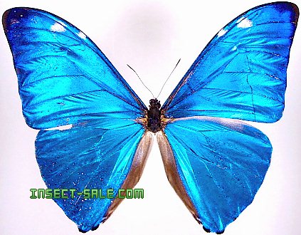 insect sale com morpho adonis adonis morpho adonis insect sale com morpho adonis adonis morpho adonis