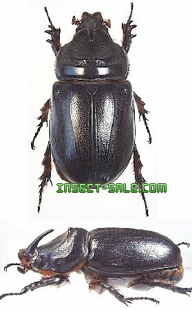 Oryctes gnu Oryctesrhinoceros.jpg 곤충, 나비, 딱정벌레