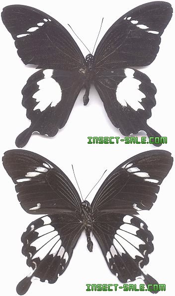 Papilio Nephelus