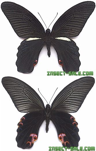 Papilio protenor euprotenor Papilioprotenor