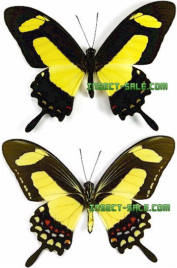 Papilio Torquatus