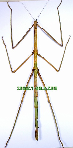 http://www.insect-sale.com/photo/insect_insects_butterfly_butterflies/Phobaeticus-serratipes.jpg