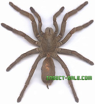Eurypelma Spinicrus