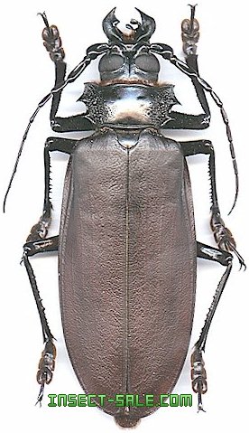 Titanus giganteus Titanusgiganteus.jpg insect