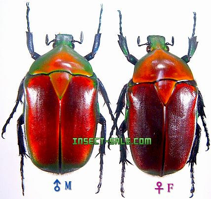 Torynorrhina Flammea