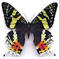  insecte insectes papillon papillons insect insects butterfly butterflies bugs beetles moths 