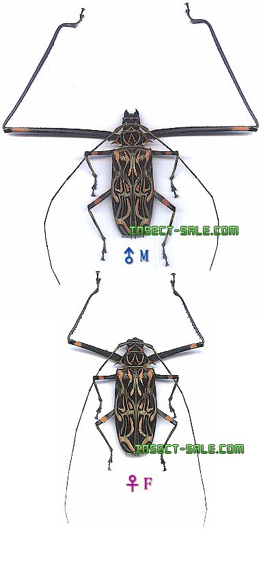 Insect-Sale.com 世界の昆虫販売ネット - Acrocinus longimanus テナガ