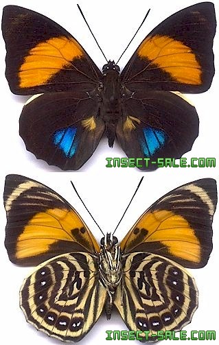 Insect-Sale.com 世界の昆虫販売ネット - Agrias amydon athenais アミドンミイロタテハ - Agrias ...
