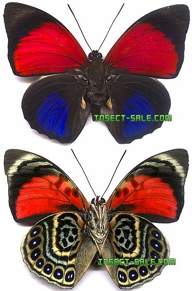 Insect-Sale.com 世界の昆虫販売ネット - Agrias claudina sara