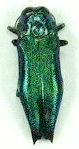 Agrilus acutus Agrilusacutus.jpg insect, insects