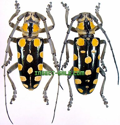Insect-Sale.com 世界の昆虫販売ネット - Anoplophora mamaua