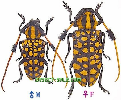 希少カラー　フサヒゲカミキリ　標本 Insect-Sale.com 世界の昆虫販売ネット - Aristobia approximator キン