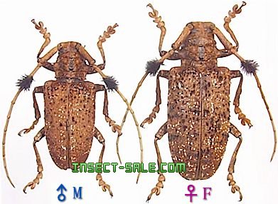 Aristobia freneyi Aristobiahorridula2.jpg