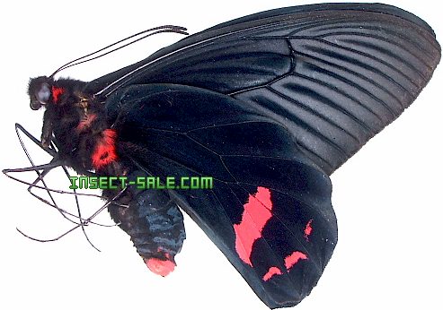 Insect-Sale.com 世界の昆虫販売ネット - Atrophaneura dixoni Insect-Sale.com 世界の昆虫販売ネット - Atrophaneura dixoni