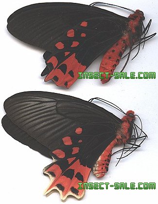 Insect-Sale.com 世界の昆虫販売ネット - Atrophaneura semperi