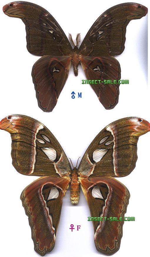 Insect-Sale.com - Attacus caesar (imperator) - Attacus-caesar.jpg ...