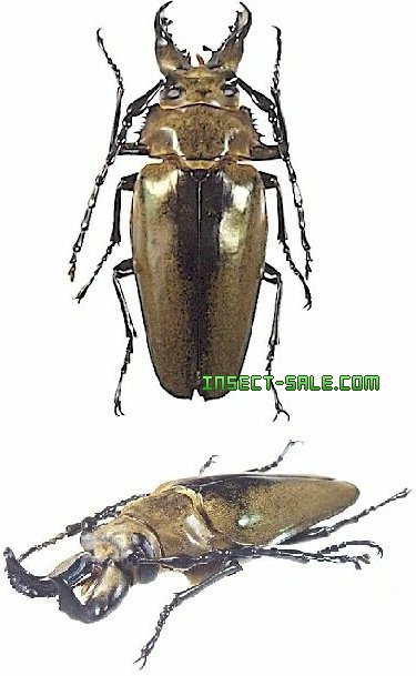 Insect-Sale.com 世界の昆虫販売ネット - Autocrates aeneus