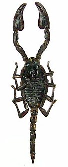 Java Scorpion Insect-Sale.com - Heterometrus cyaneus (Baby) - Baby-Scorpion-java.jpg ...