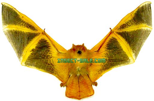 Insect Sale Kerivoula picta Painted bat Bat sp1 java.jpg