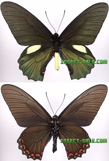 カルトニウスウスバ♀/アフガニスタン.Badakhsha産【外国産蝶標本】 外