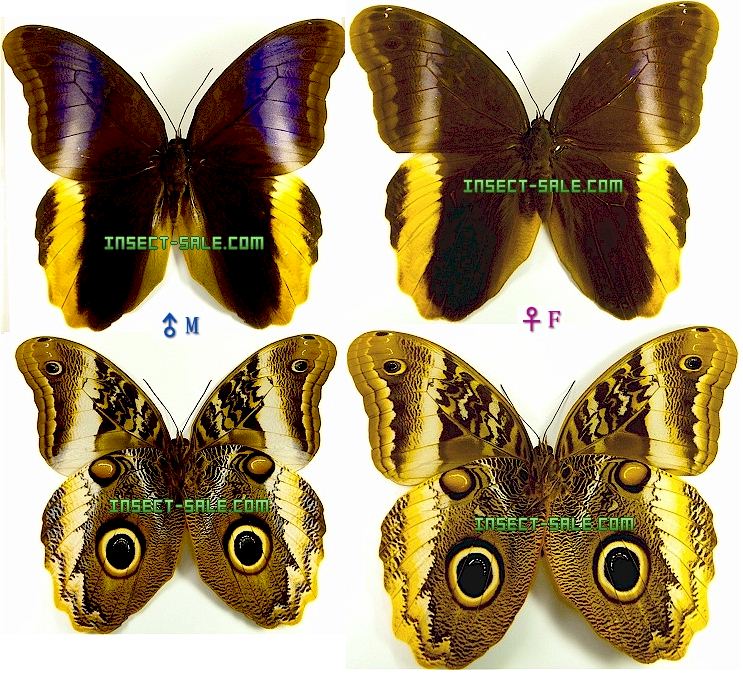 Пол у самок бабочки. Бабочка Калиго Атрей. Калиго бабочка Atreus. Caligo Memnon самец и самка. Caligo Atreus куколка.