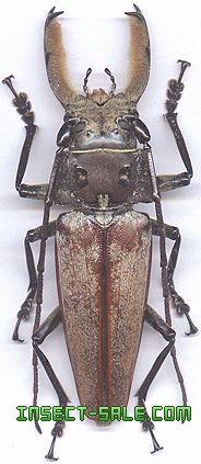ペルーカミキリムシ　Callipogon Armillatus ？約112mm ペルーカミキリムシ Callipogon Armillatus ？約112mm カミキリムシ