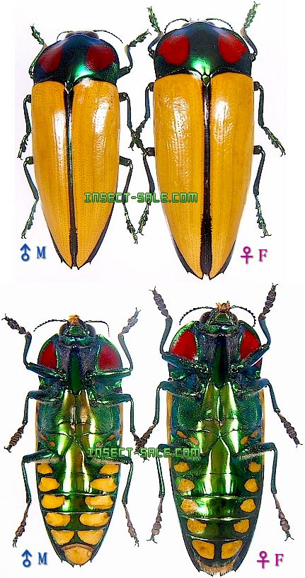 Insect-Sale.com 世界の昆虫販売ネット - Calodema regale blairi オオ
