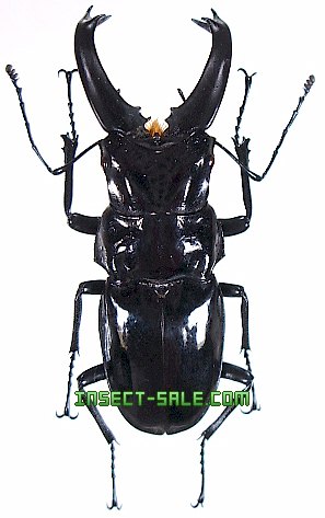 Insect-Sale.com 世界の昆虫販売ネット - Cantharolethrus