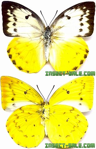 Cornelia Insecto Insect-Sale.com - Catopsilia scylla cornelia - Catopsilia-scylla ...