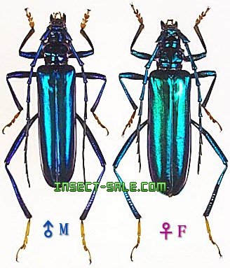 Insect-Sale.com 世界の昆虫販売ネット - Aphrodisium cantori