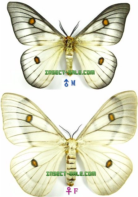 標本 Ceranchia apollina2 pair 112mm 122mm 標本 Ceranchia apollina2