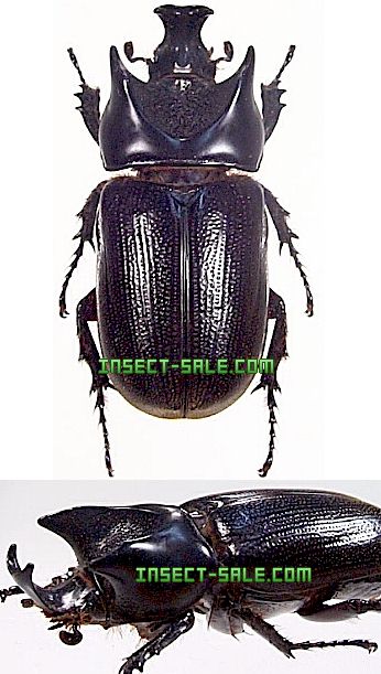 サオトメ島産　ラティカバトゥスサイカブト　63mm 楽天市場】インドネシア便/天然個体【DDA】コーカサスオオカブト