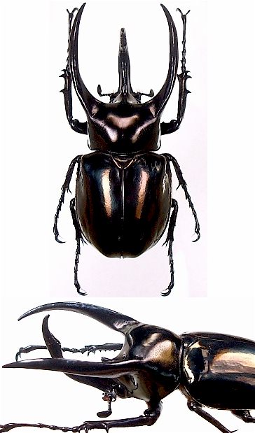 Chalcosoma atlas keyboh (Kalimantan) Chalcosoma