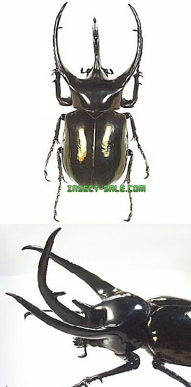 Insect-Sale.com 世界の昆虫販売ネット - Chalcosoma caucasus Insect-Sale.com 世界の昆虫販売ネット - Chalcosoma caucasus