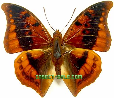 Bộ sưu tập cánh vẩy 4 - Page 23 Charaxes-nichetes