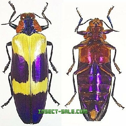 レア キベリルリタマムシ レアキベリルリタマムシ