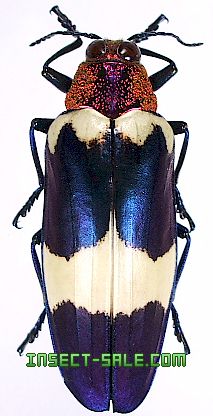 Insect Sale Com 世界の昆虫販売ネット Chrysochroa Buqueti Rugicollis キバネツマルリタマムシ Chrysochroa Buquetii Rugicollis Rare Jpg 昆虫 甲虫 蝶 クワガタムシ ハナムグリ カミキリムシ カブトムシ Insect Insects Butterfly Butterflies Bugs