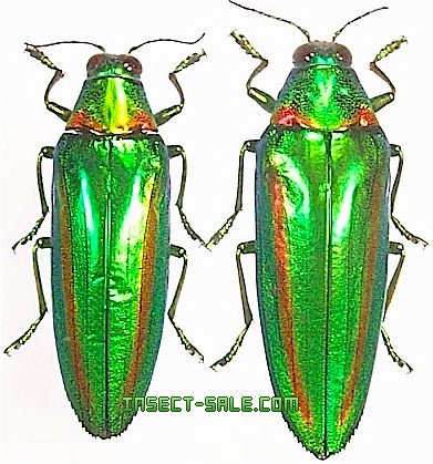 Insect-Sale.com 世界の昆虫販売ネット - Chrysochroa rajah