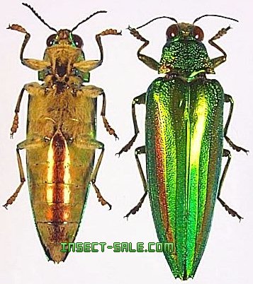 カリマンタン産 キベリルリタマムシ 50mm カリマンタン産 キベリルリ