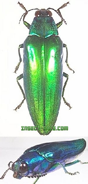 #1 Chrysochroa wallacei ウォーレスルリタマムシ 1 Chrysochroa wallacei ウォーレスルリタマムシ ウォーレスルリ