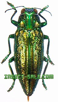 タマムシ
玉虫
美しい緑色と金色の光沢の昆虫標本 約30匹 ウバタマムシとタマムシ – 京都九条山自然観察日記