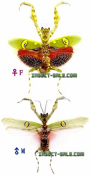 Insect-Sale.com 世界の昆虫販売ネット - Creobroter gemmatus コモン