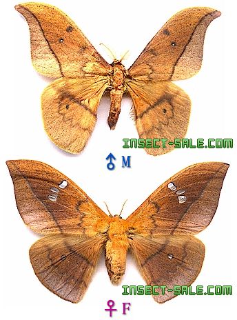 クリキュラ(Cricula Trifenestrata) 作品 美術品 アート クリキュラ(Cricula Trifenestrata) 作品 美術品 アート Cricula