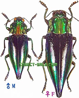 Insect-Sale.com 世界の昆虫販売ネット - Cyphogastra calepyga